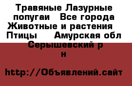 Травяные Лазурные попугаи - Все города Животные и растения » Птицы   . Амурская обл.,Серышевский р-н